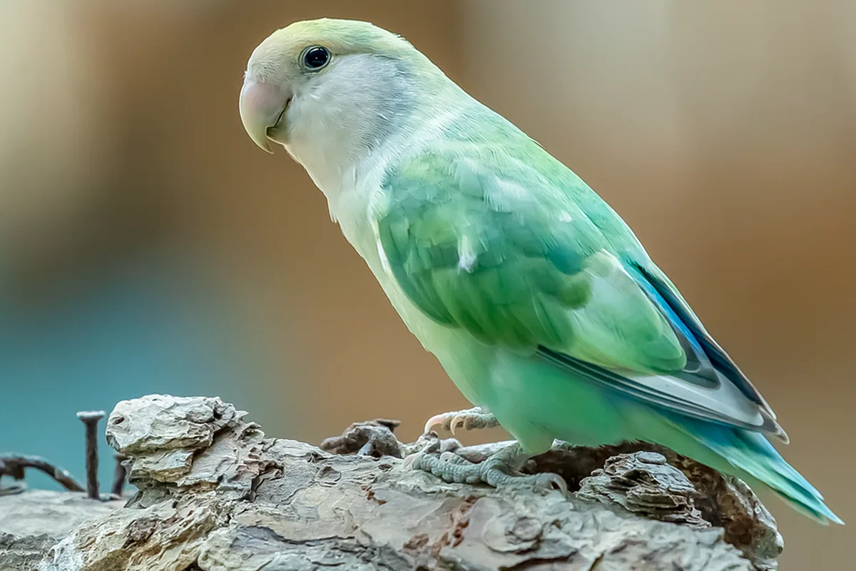 A Pet Parrot perched and alert