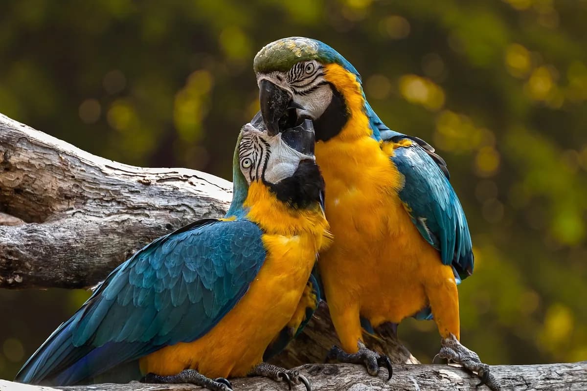 A Pet Parrot perched with another bird