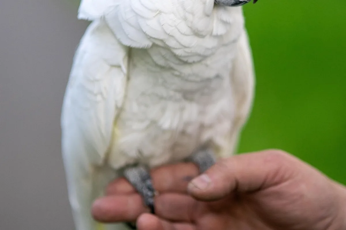 A Pet Parrot stepping up onto a hand