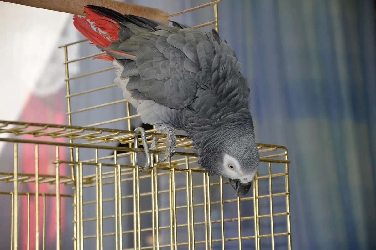 A Pet Parrot perched and alert