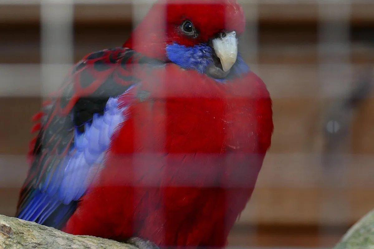 A Pet Parrot perched and alert