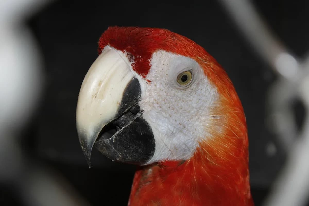 A Pet Parrot perched and alert