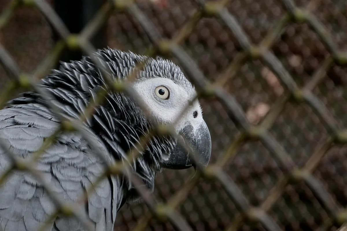 A Pet Parrot perched and alert