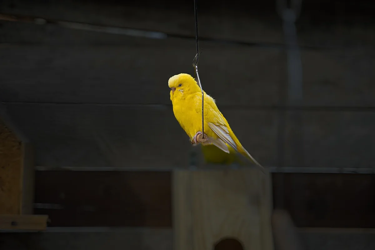 A Pet Parrot perched and alert