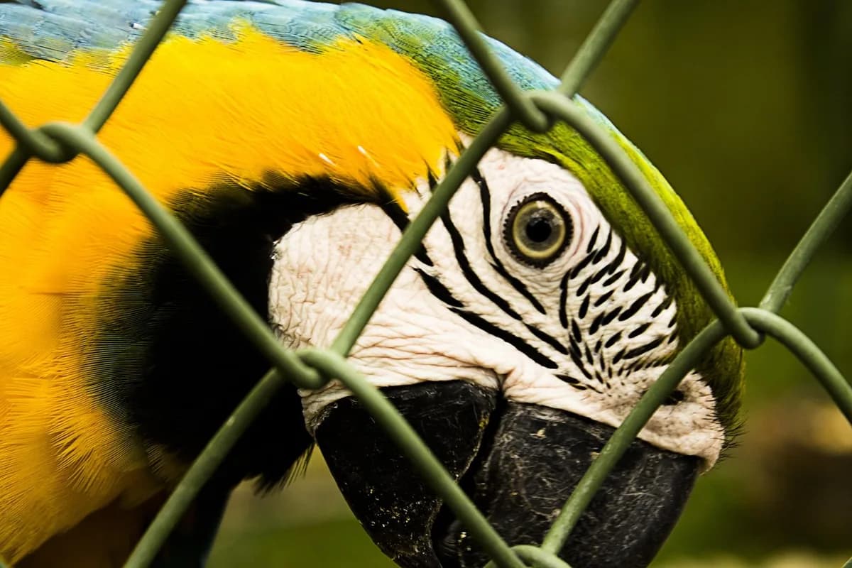 A Pet Parrot perched and alert