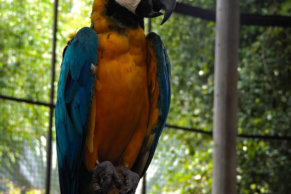A Pet Parrot perched and alert