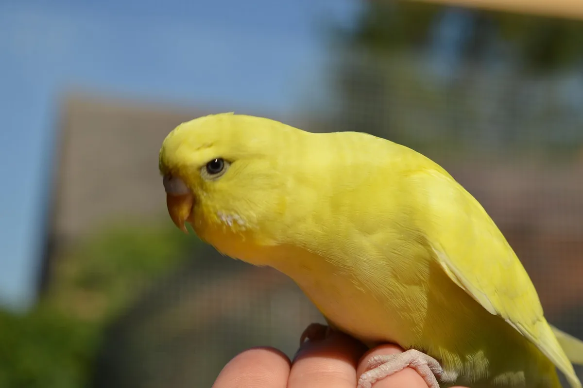 A Budgie being checked over