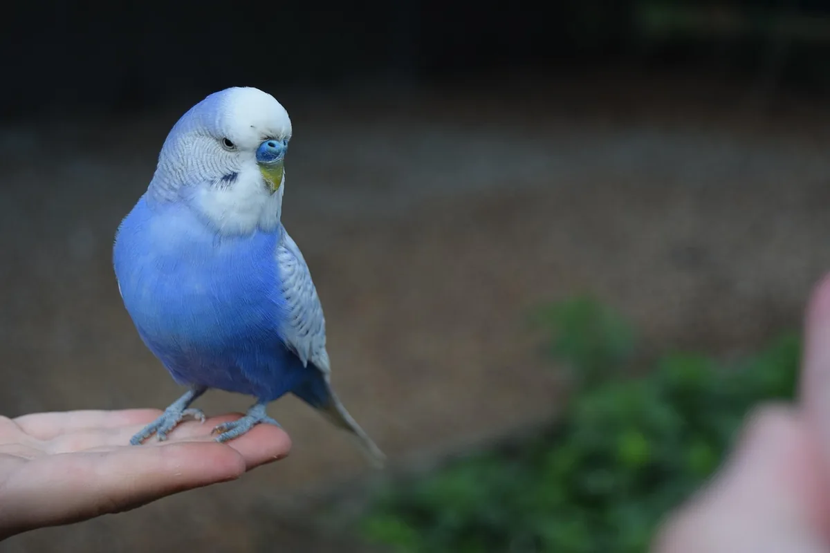 A Budgie perched and alert