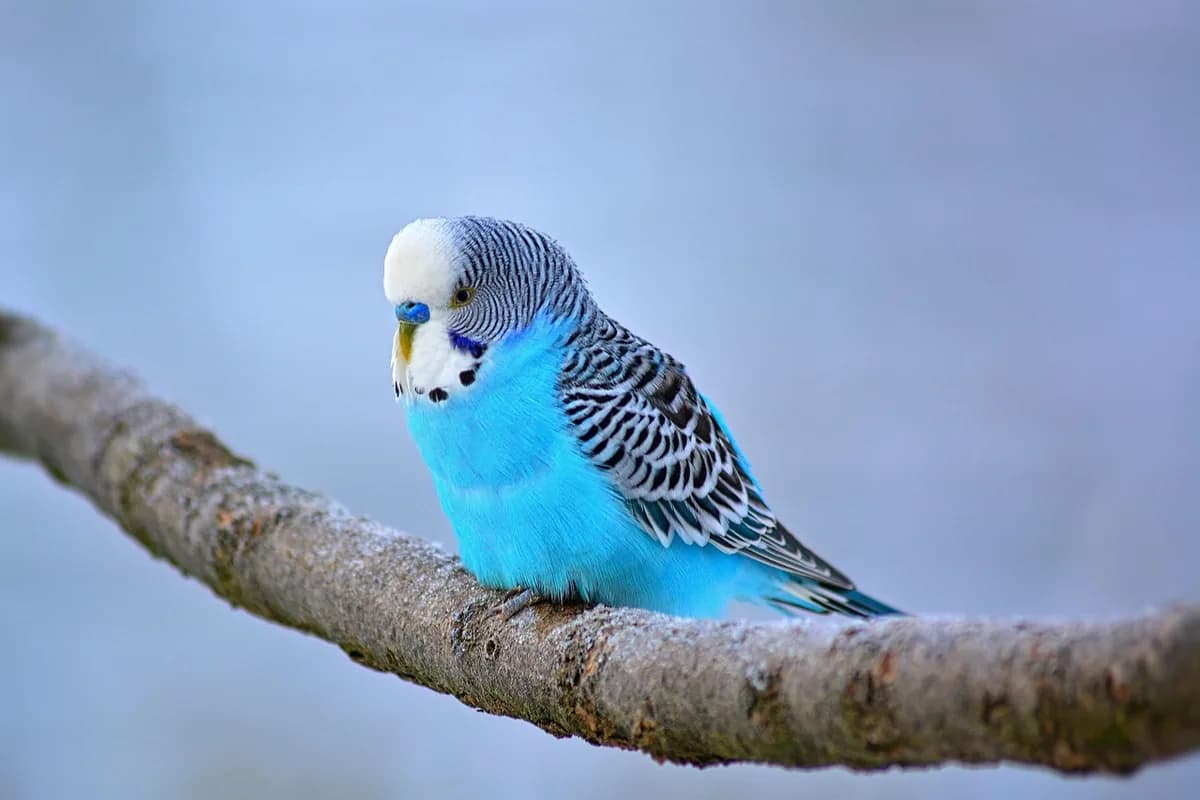 A Budgie eating fresh food