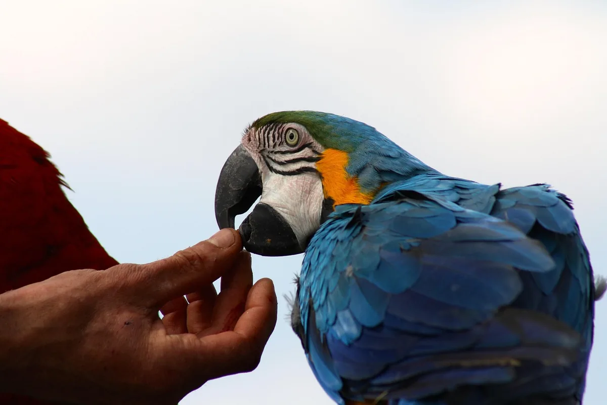 A Pet Parrot perched and alert