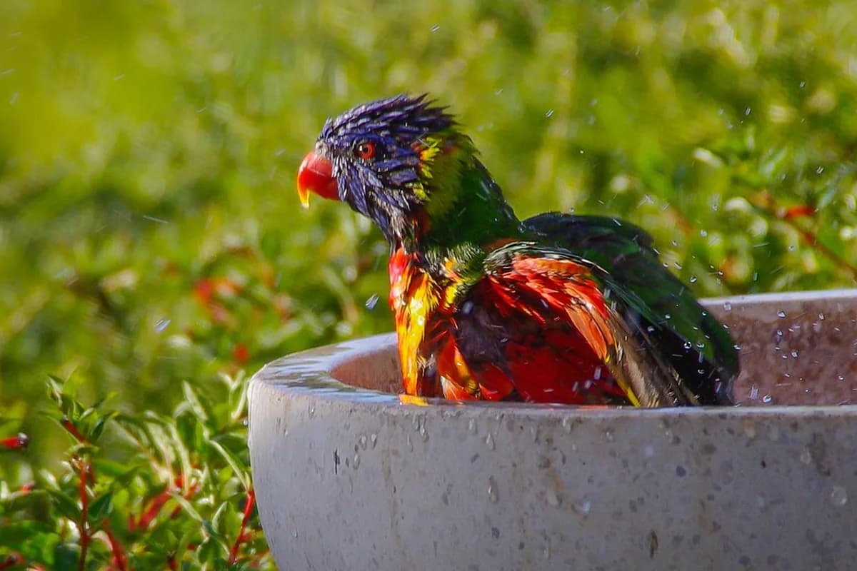 A Pet Parrot perched and alert
