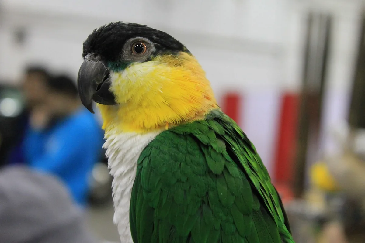 A Caique perched and alert