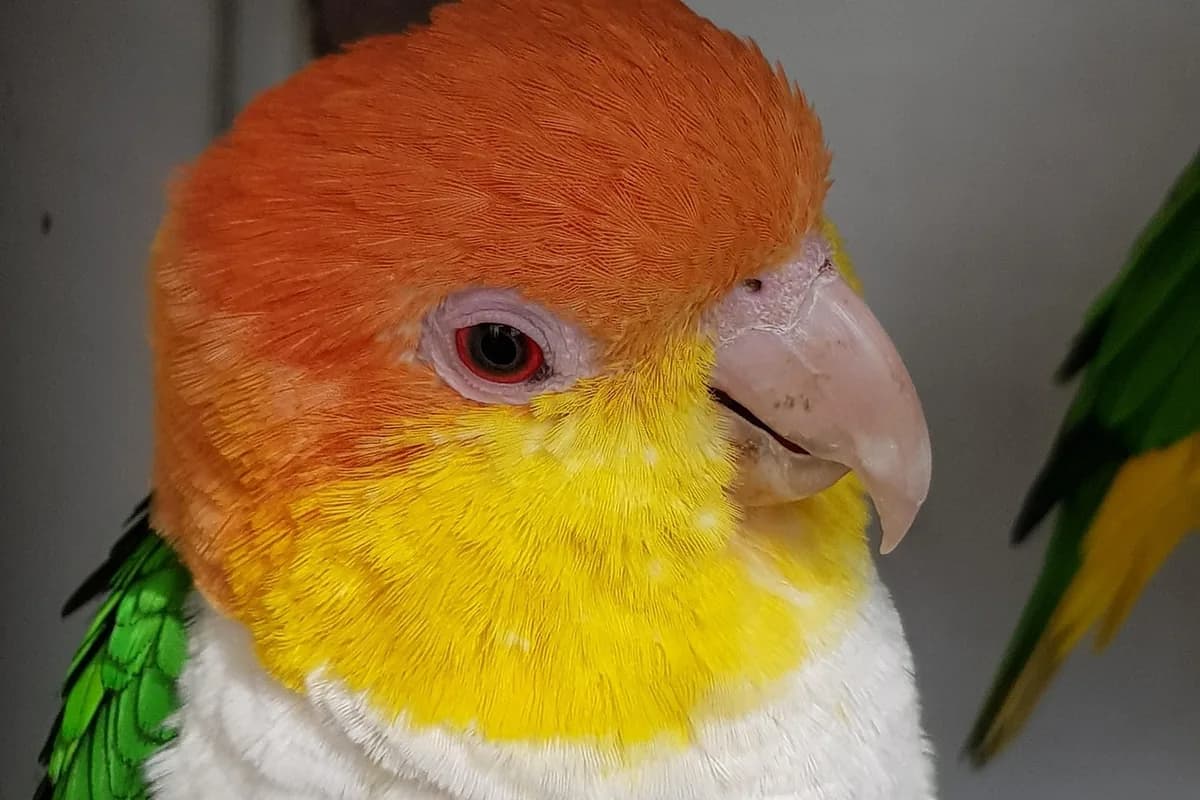 A Caique being checked over