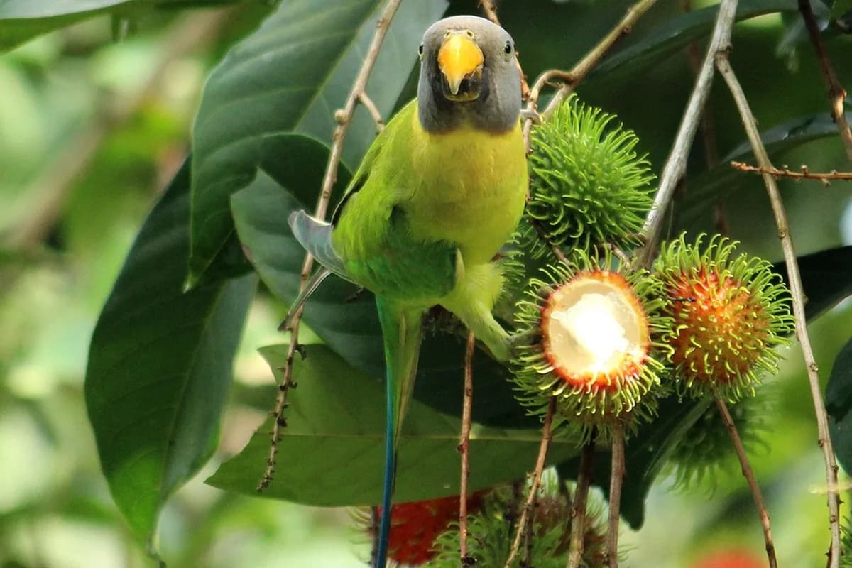 A Pet Parrot eating fresh food