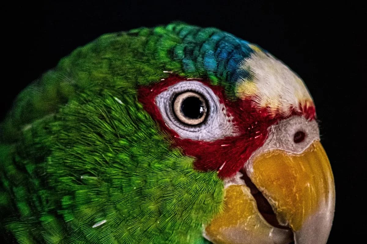 A Pet Parrot being checked over