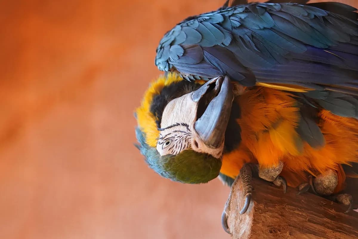 A Pet Parrot being checked over