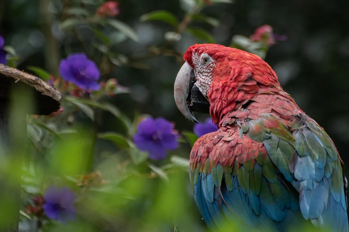 A Pet Parrot being checked over