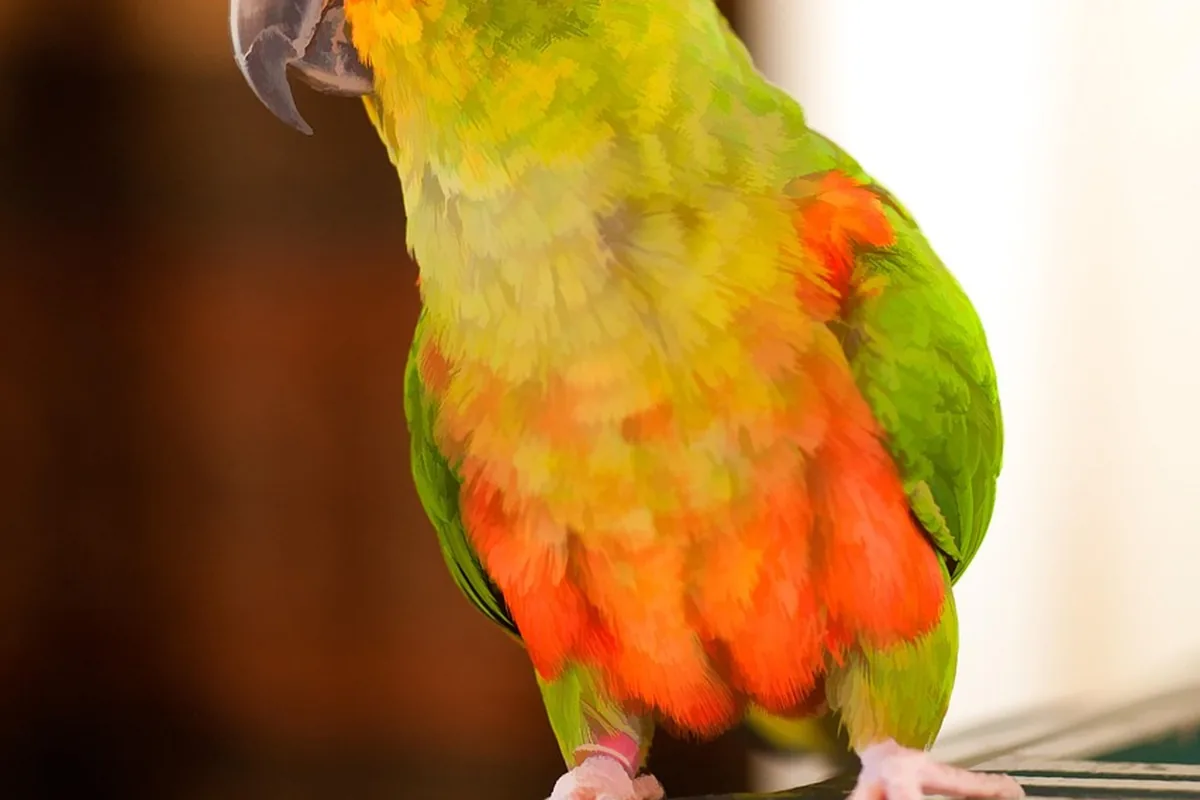 A Pet Parrot perched and alert