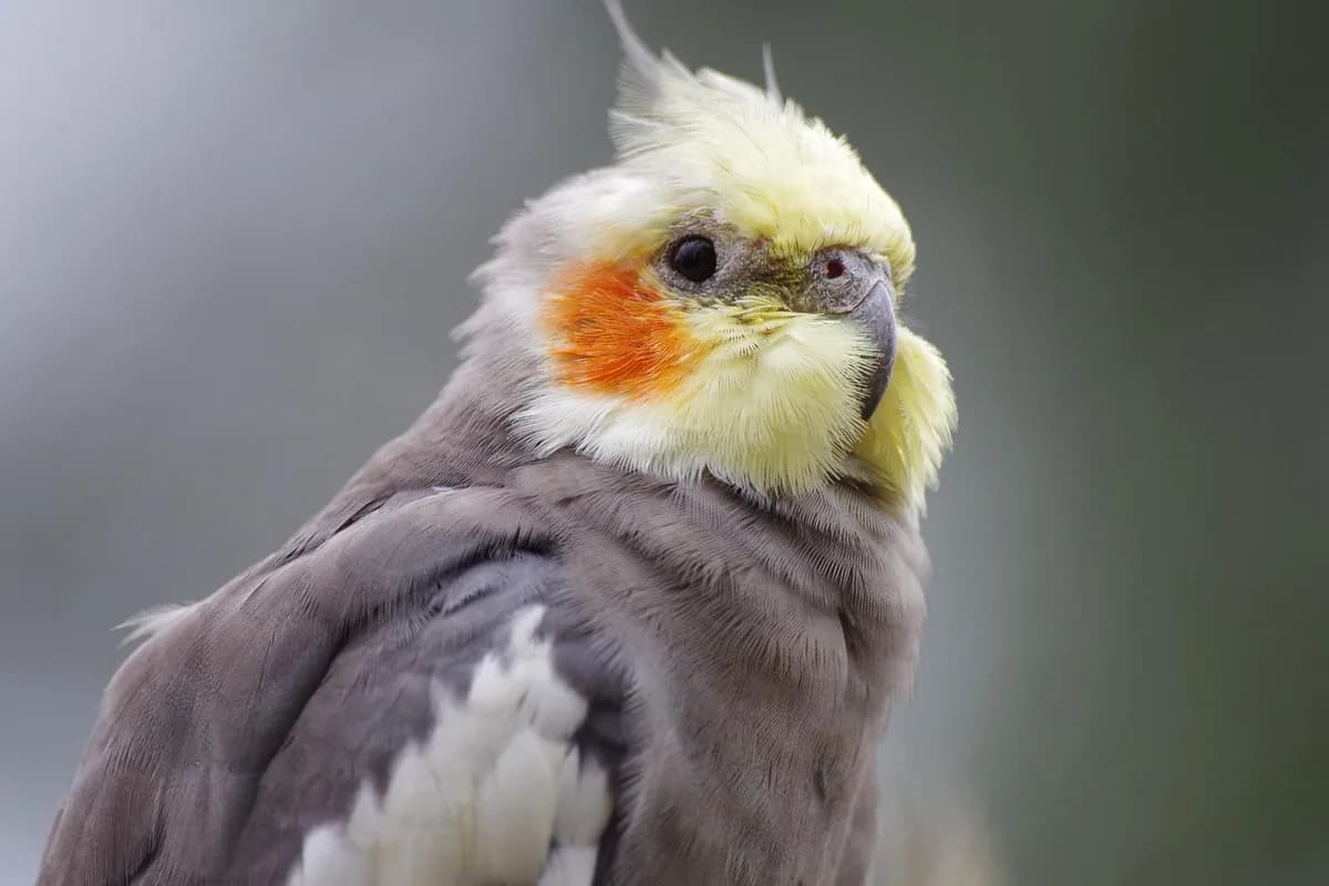 A Cockatiel being checked over