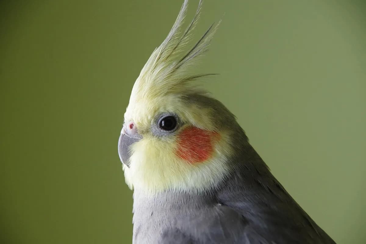 A Cockatiel perched and alert