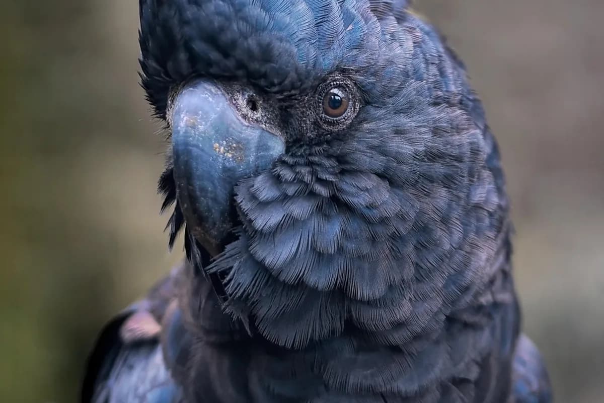 A Cockatoo perched and alert