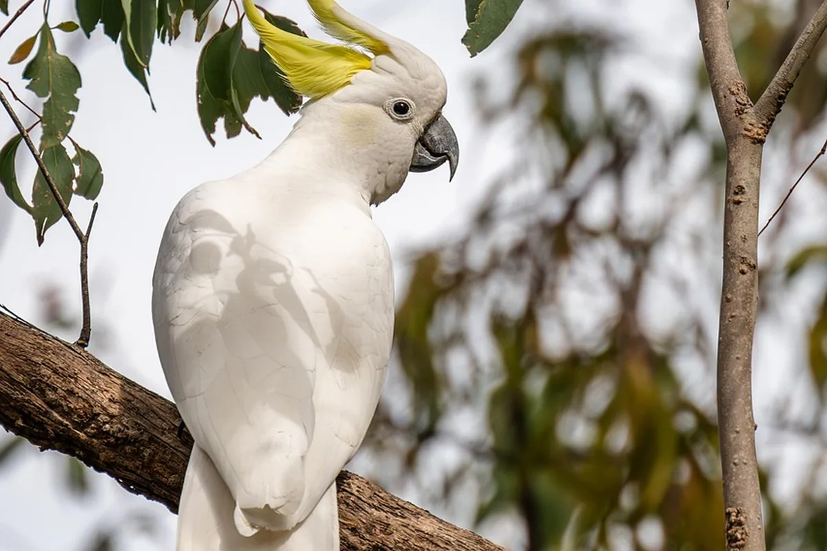 A Cockatoo being checked over