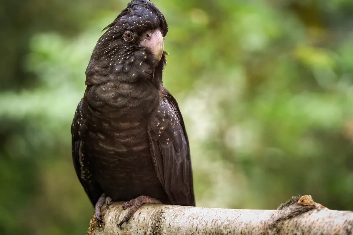 A Cockatoo perched and alert