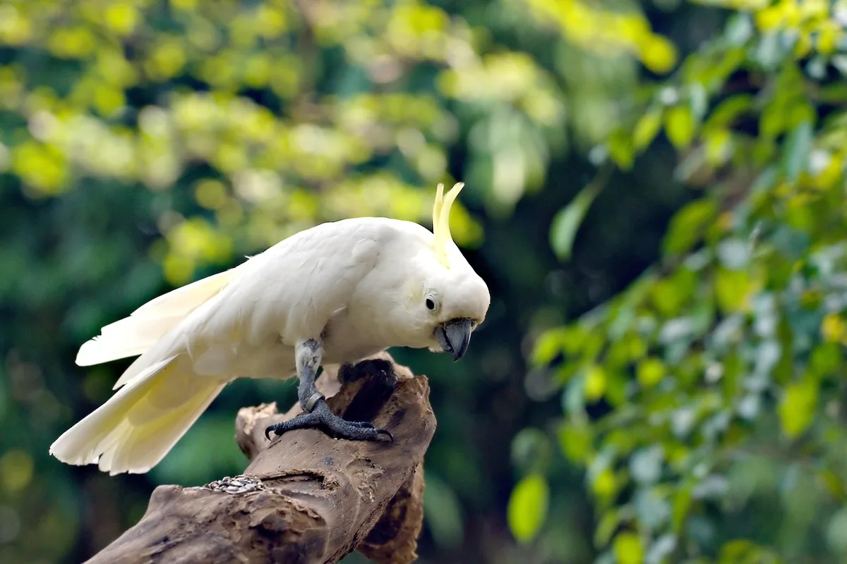 A Cockatoo stepping up onto a hand