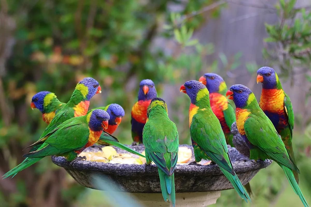 A Pet Parrot eating fresh food