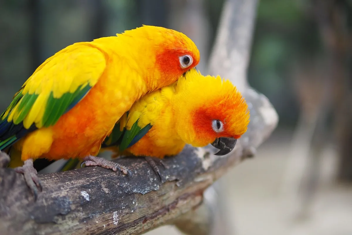 A Conure perched and alert