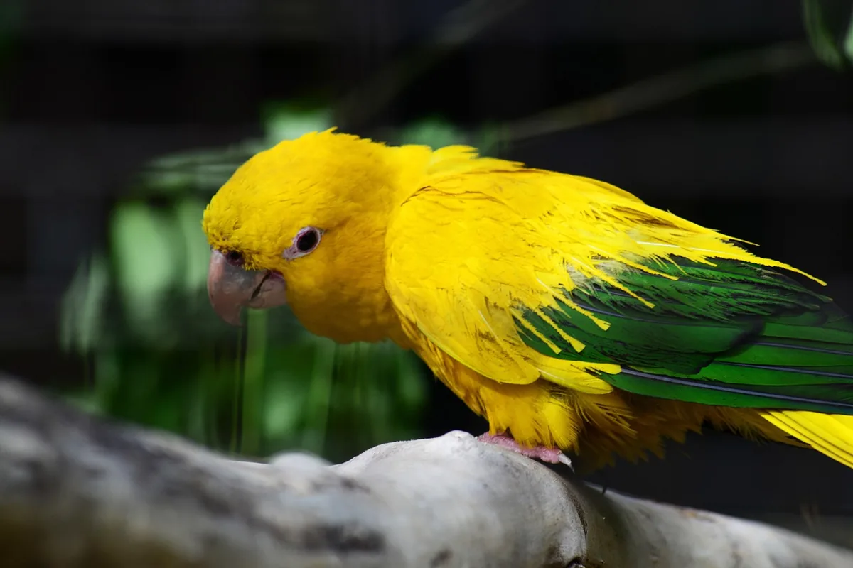 A Conure being checked over