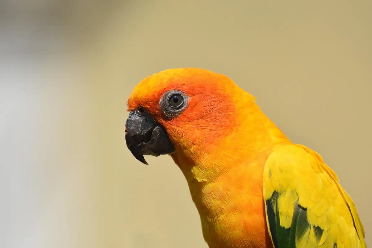 A Conure perched and alert
