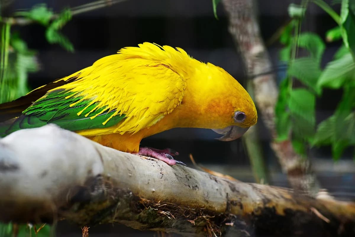 A Conure stepping up onto a hand