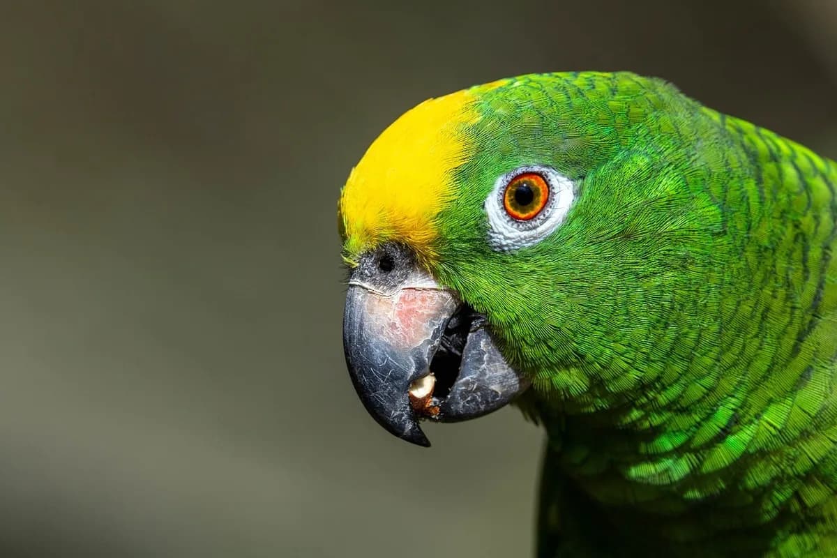 A Pet Parrot eating fresh food