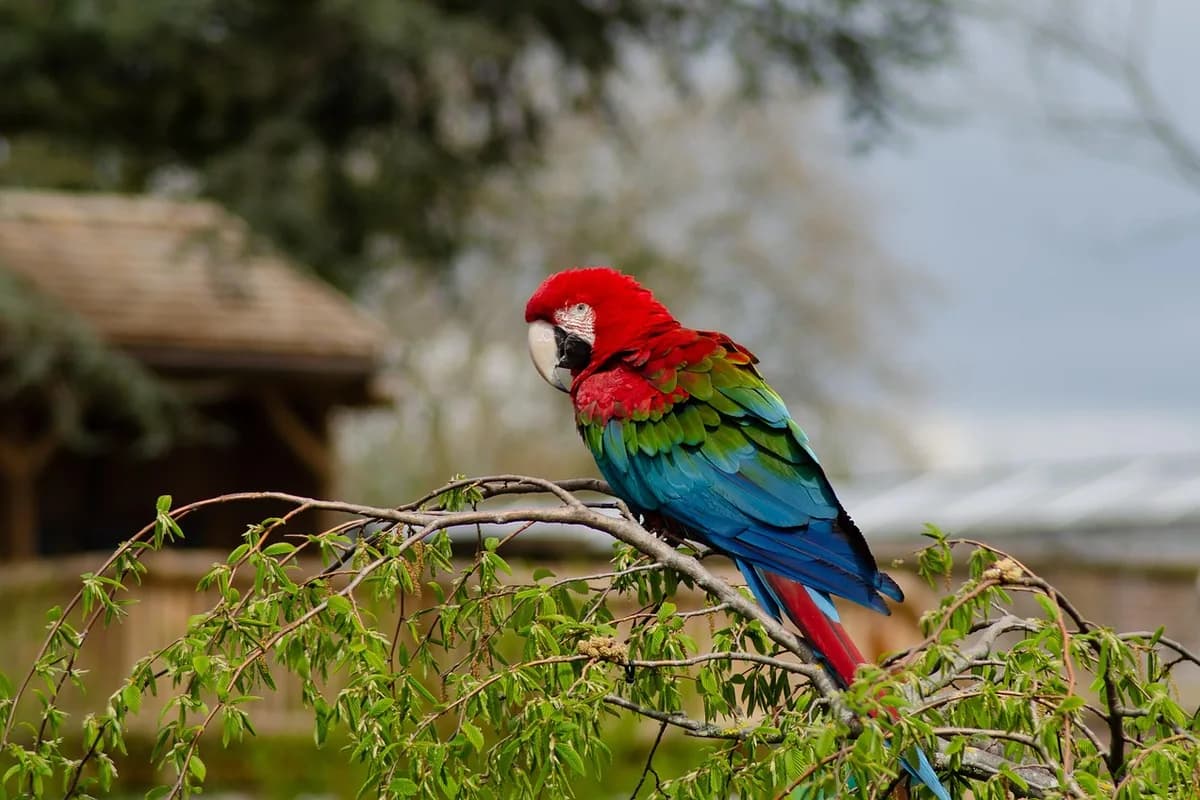 A Pet Parrot being checked over