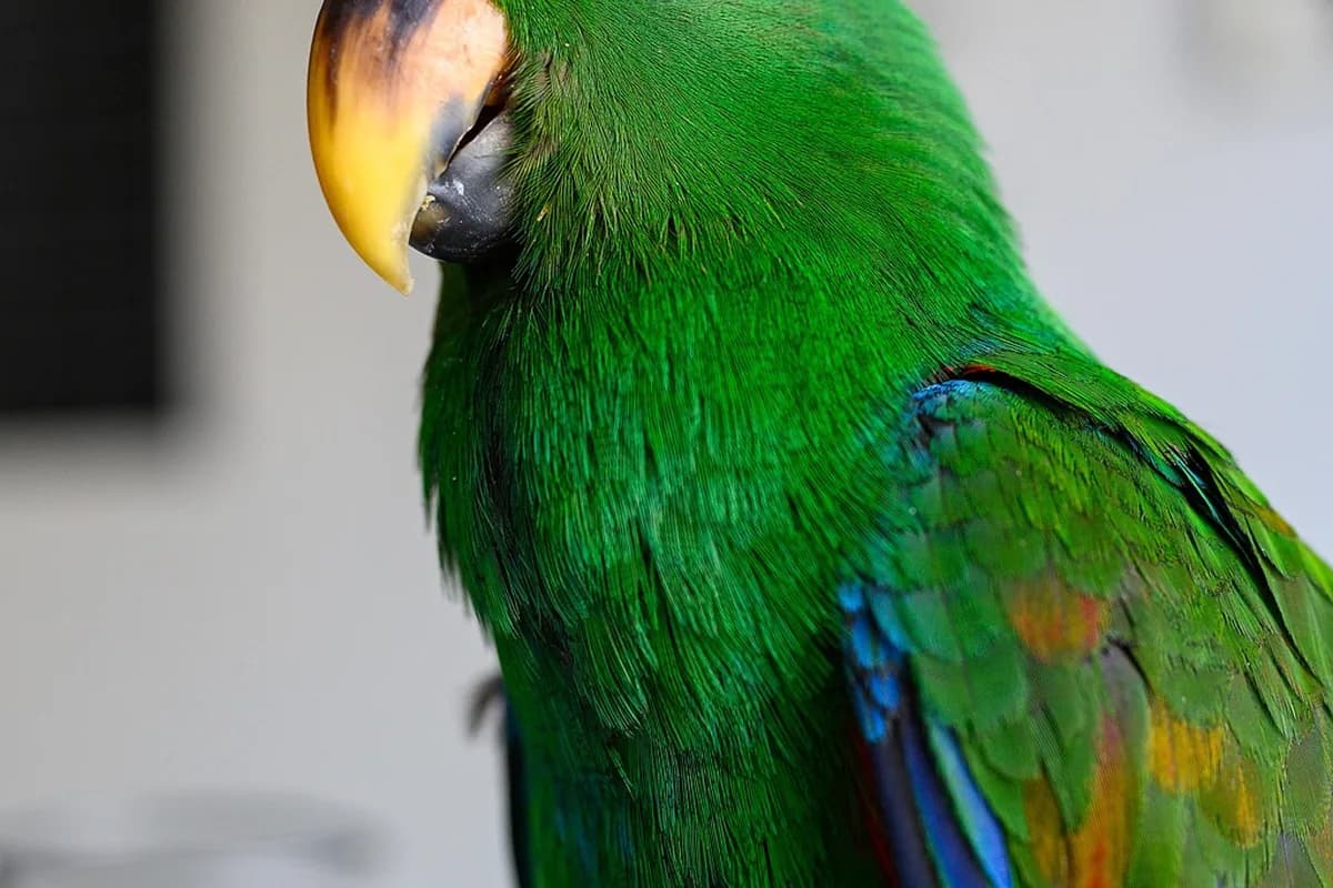 An Eclectus perched and alert