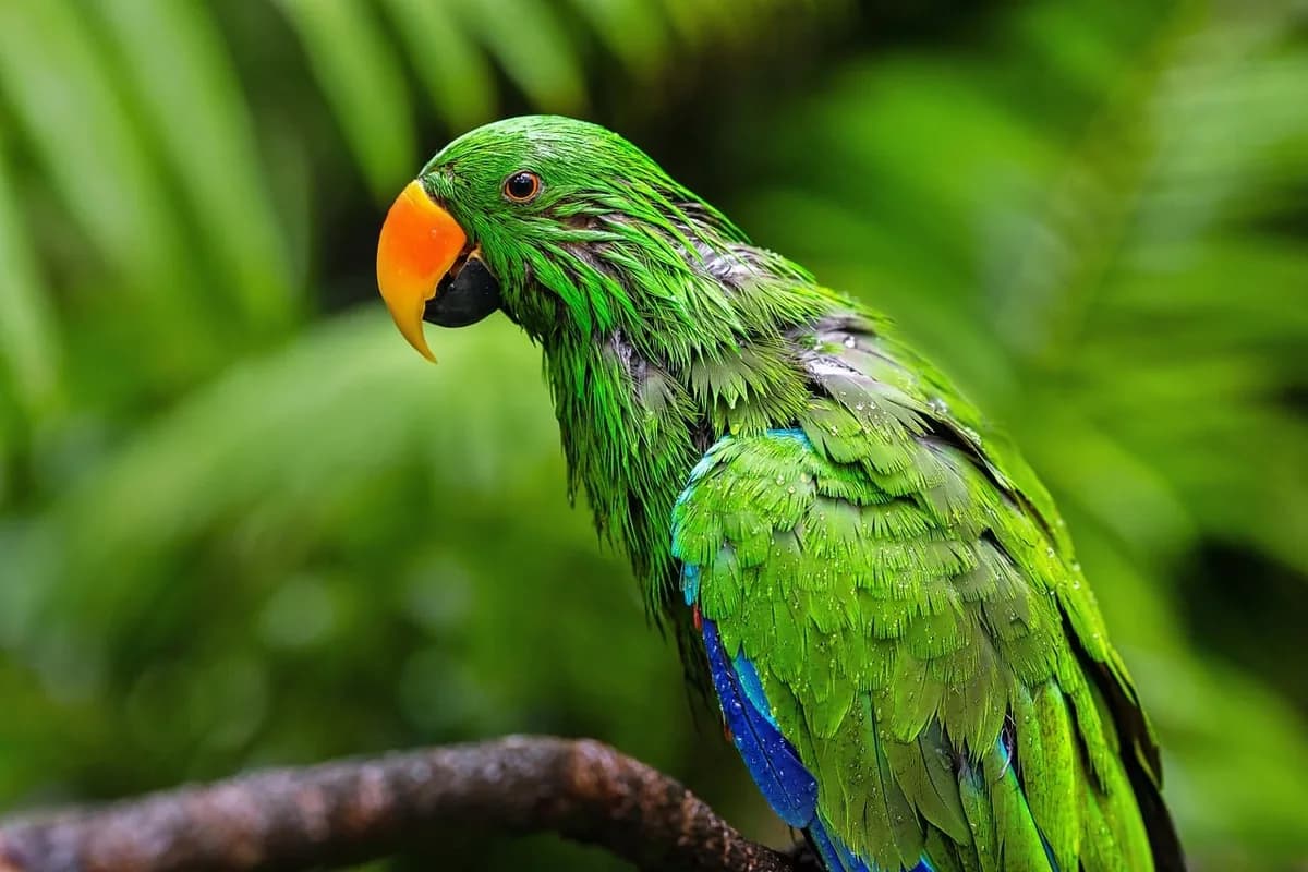 An Eclectus being checked over