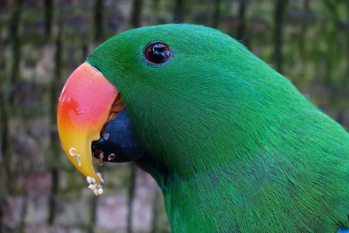 An Eclectus perched and alert