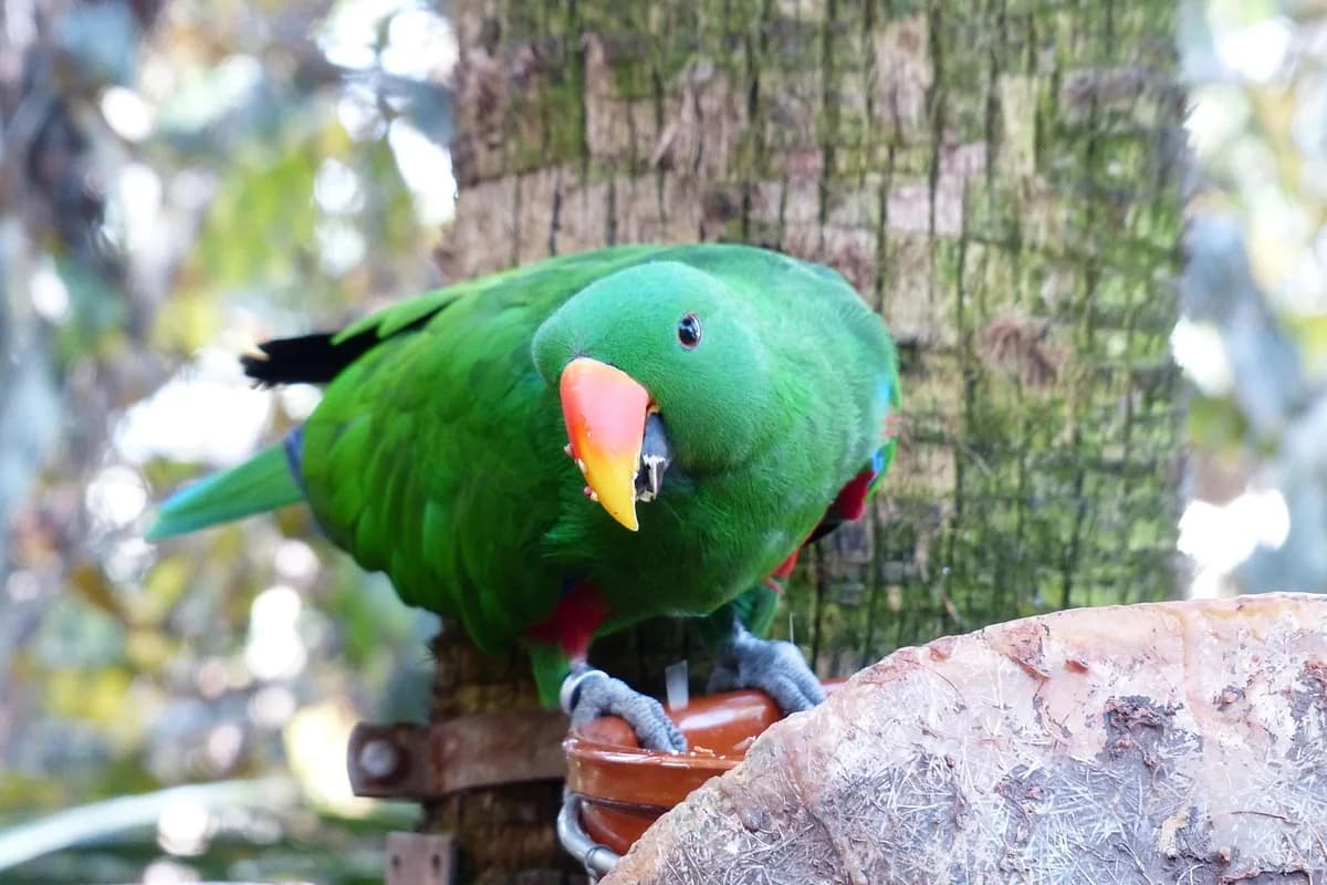 An Eclectus eating fresh food