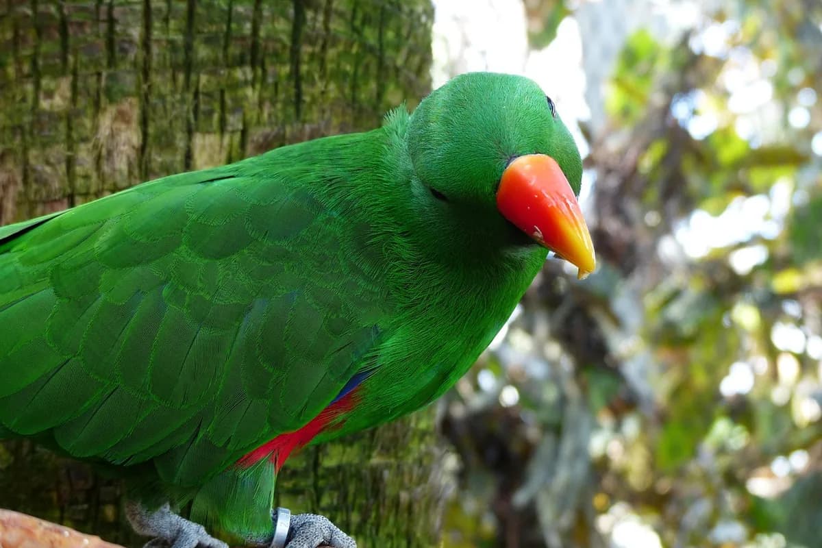 An Eclectus stepping up onto a hand