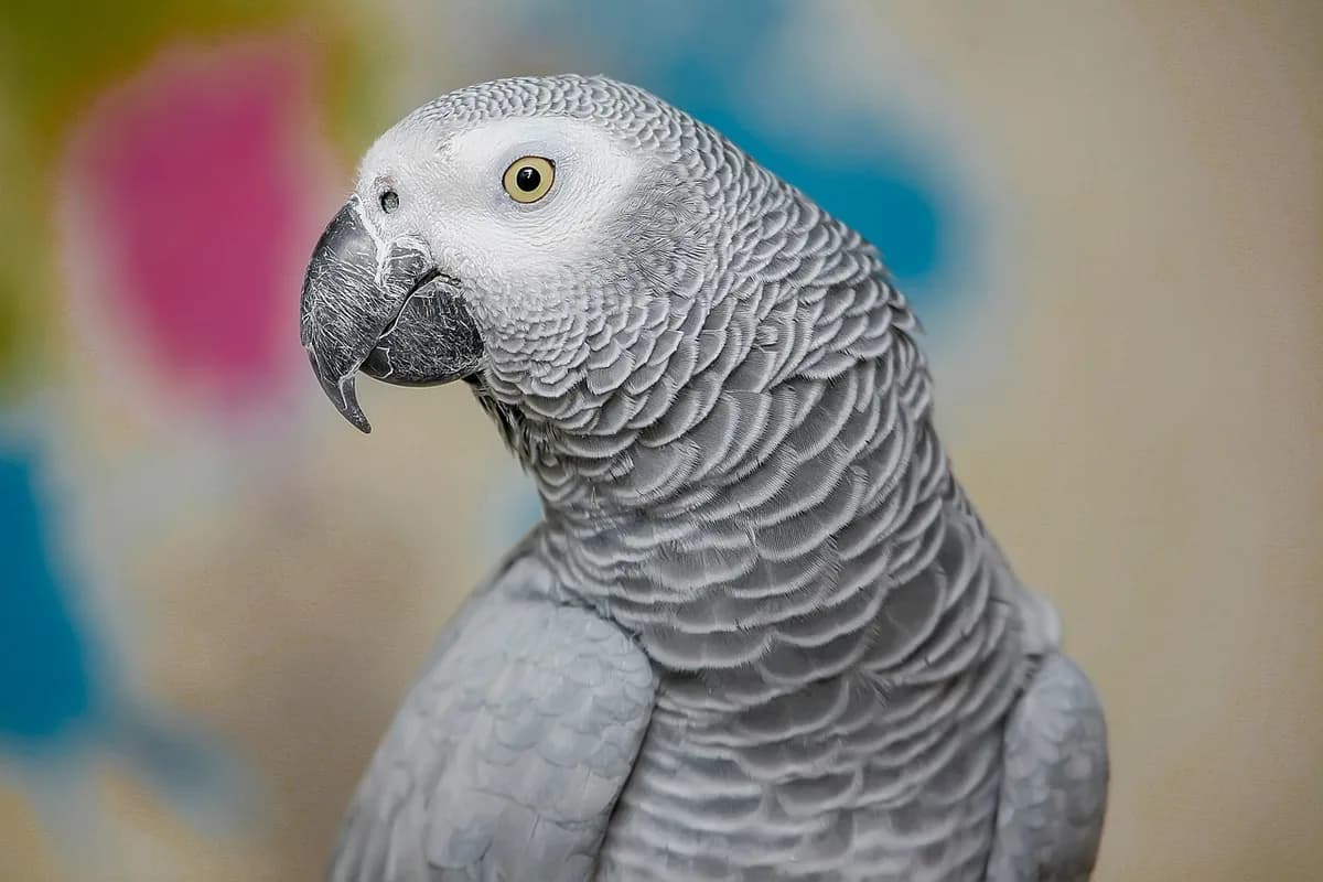 A Pet Parrot being checked over