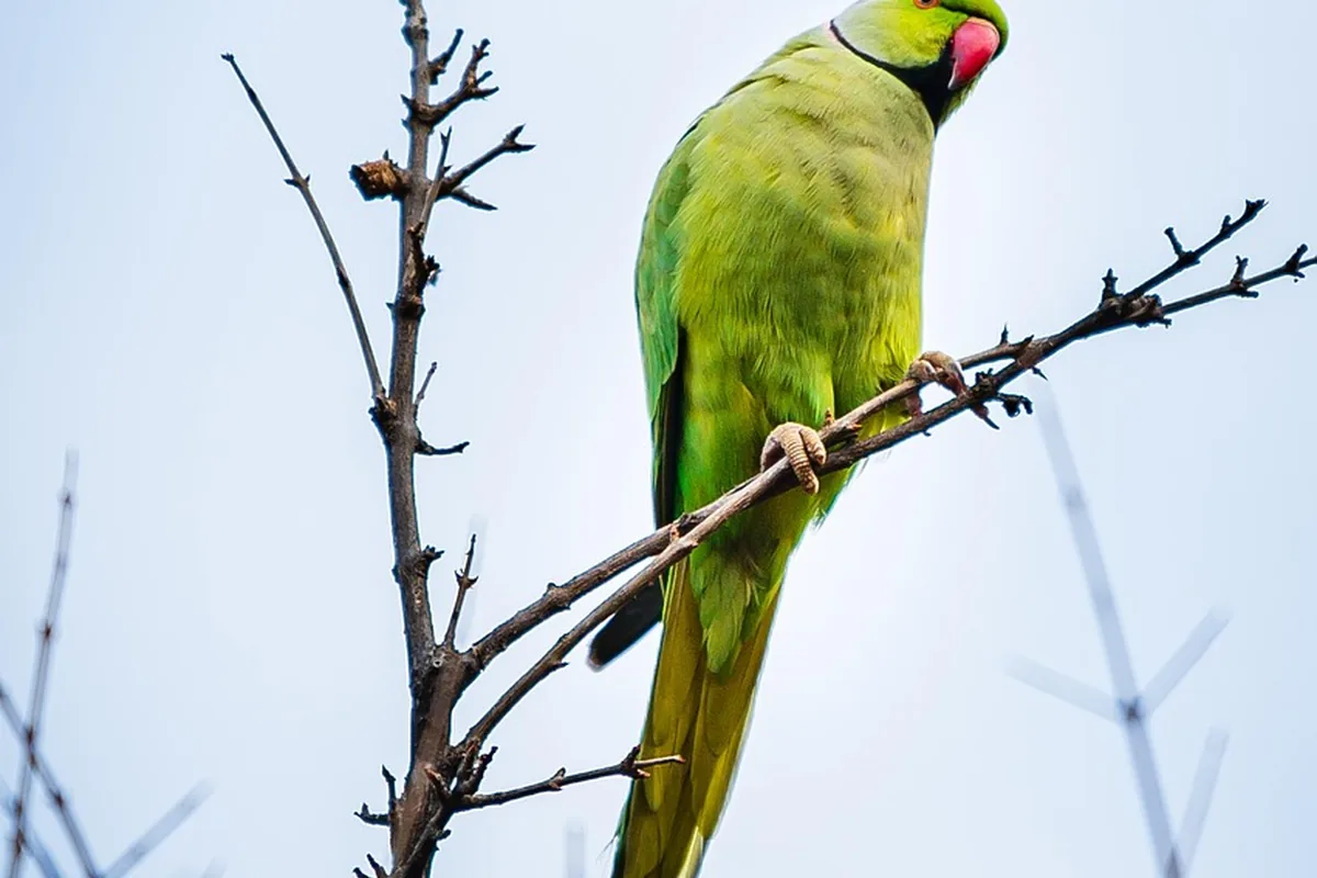 A Pet Parrot perched and alert