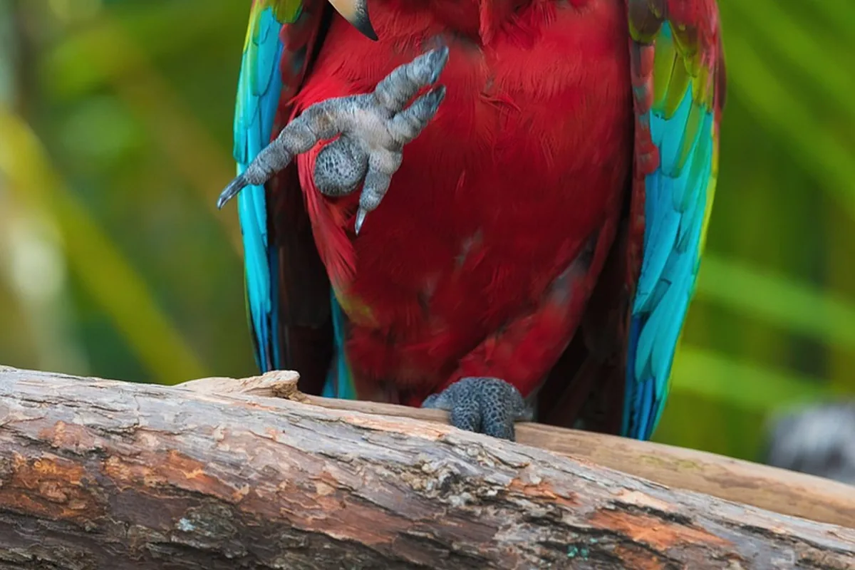 A Pet Parrot being checked over