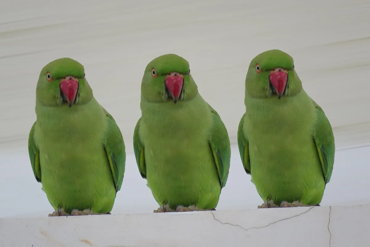 A Pet Parrot perched with another bird