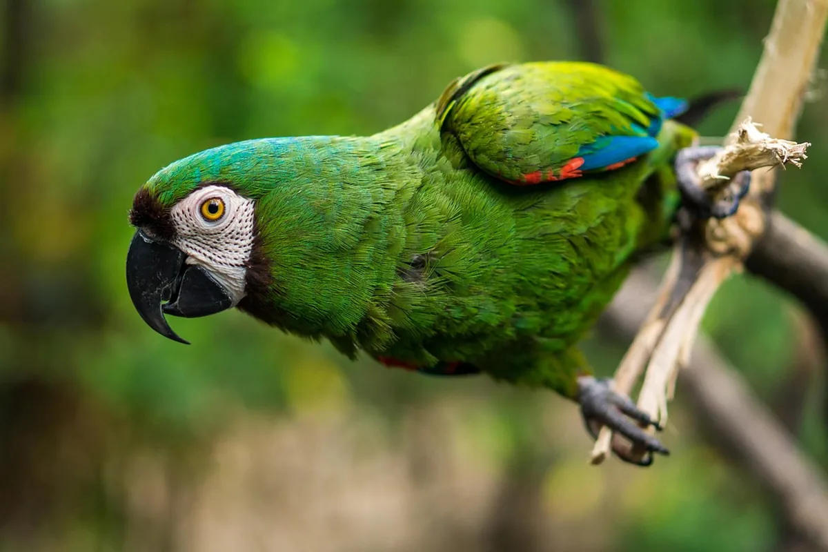 A Pet Parrot being checked over