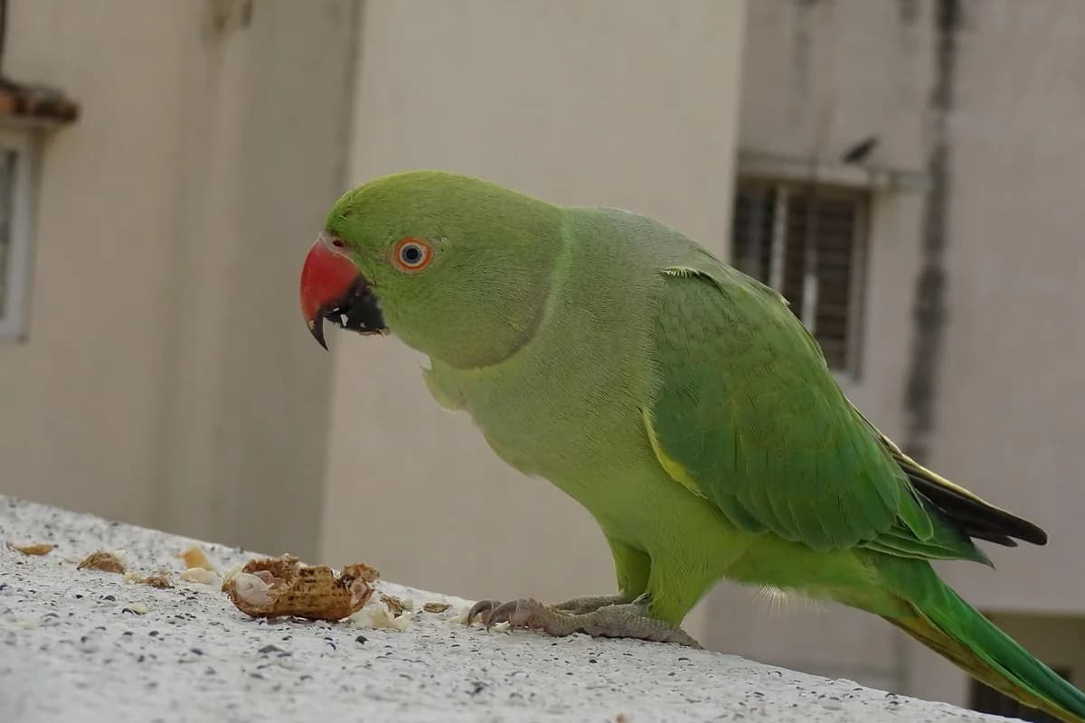 A Pet Parrot eating fresh food