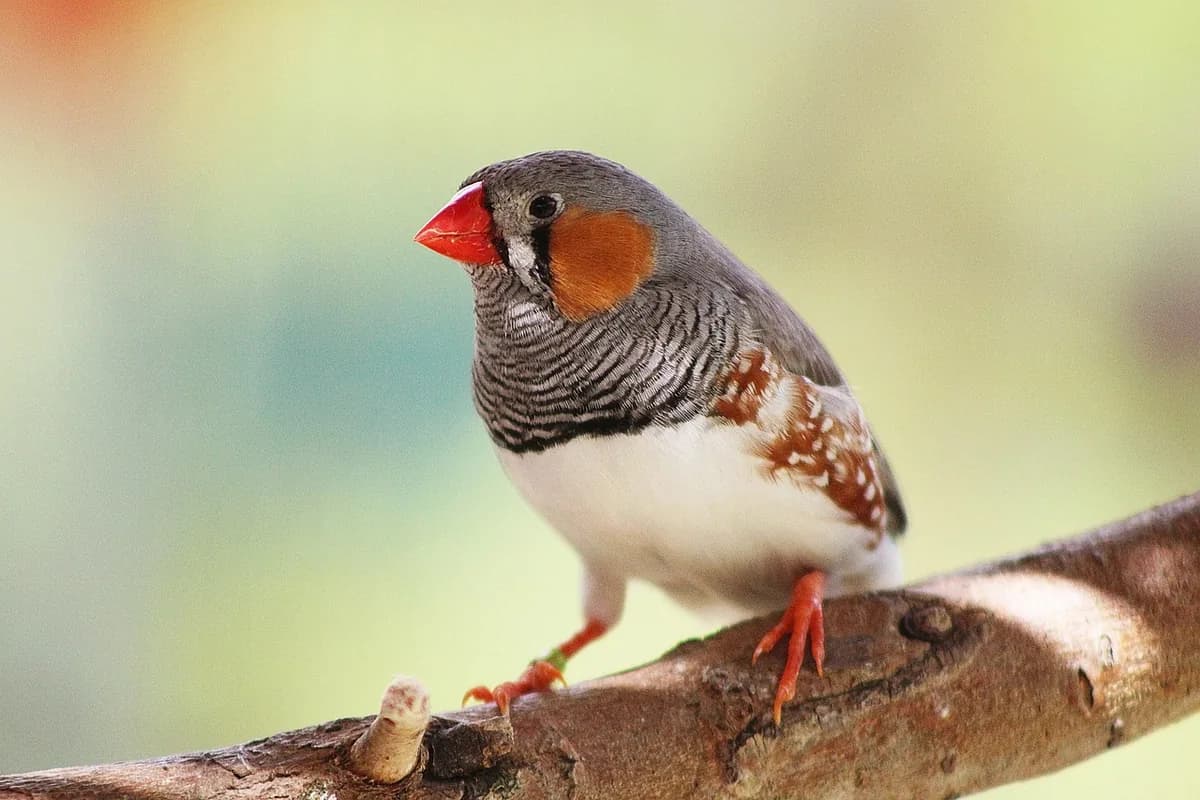 A Finch perched and alert