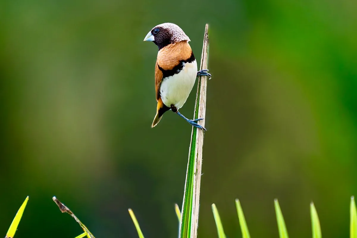 A Finch eating fresh food