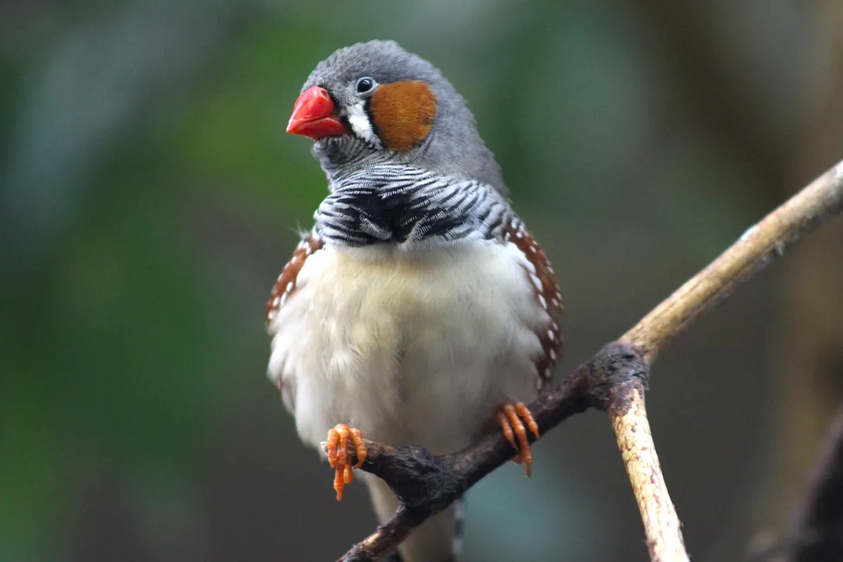 A Finch stepping up onto a hand