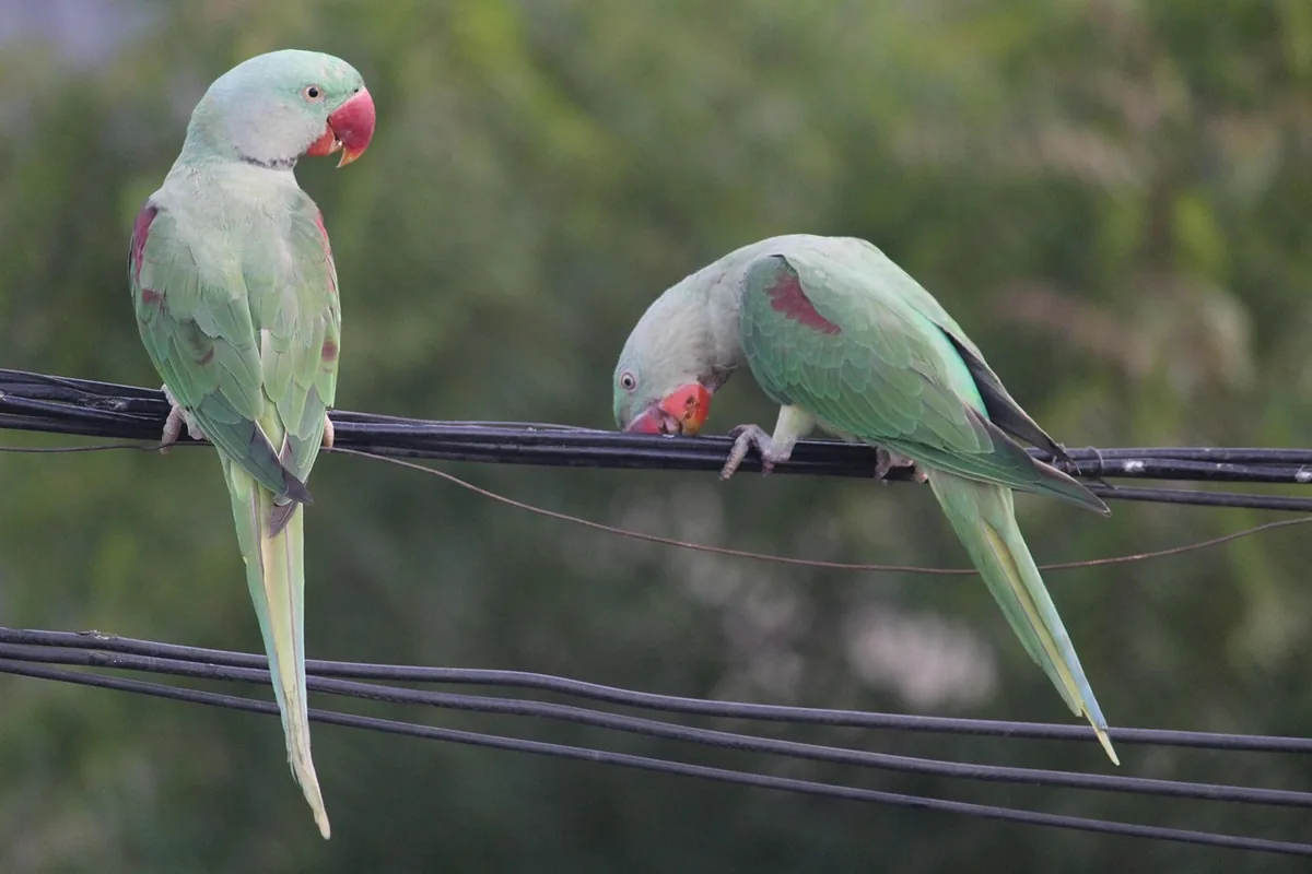 A Pet Parrot perched with another bird